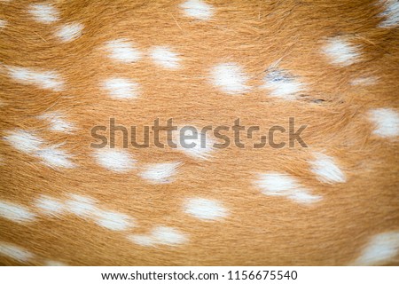 Deer in forest Africa,White spots brown animal skin texture background.