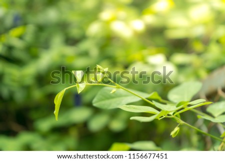 Close-Up nature view of green leaf on blurred greenery background in garden, wallpaper concept.