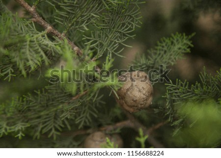 Green Pine tree clous up