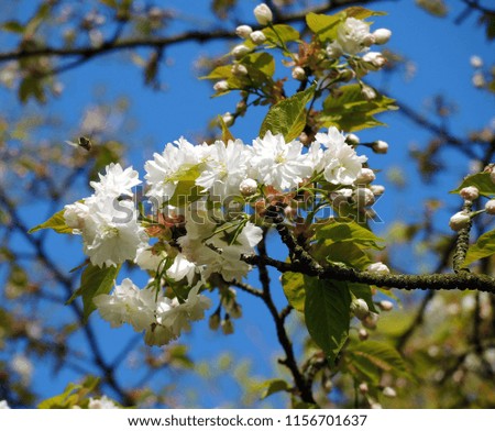 Close-up image of colourful Spring blossom against a blue sky.