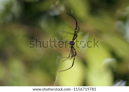 A spider web in nature background. spiderweb or cobweb is a device created by a spider out of proteinaceous spider silk extruded from its spinnerets. generally meant to catch its prey.