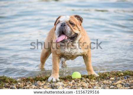 Wet english bulldog with the ball,selective focus 
