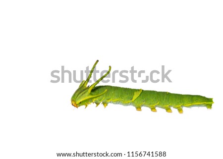 Isolated caterpillar of common nawab butterfly ( Polyura athamas ) in 5th stage on white with clipping path