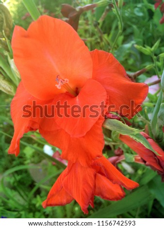 Orange flower of iris