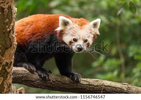 Lesser panda (Ailurus fulgens) on branch with blurred green background. Red panda or bear-cat or firefox is arboreal animal with reddish-brown fur and cute face.