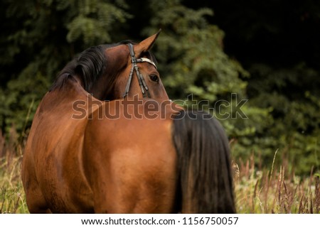 brown horse with bridle from back portrait, nature background, brown horse with black ane and tail in high grass