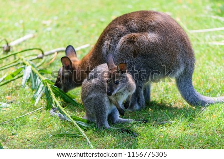 Kangaroo and baby kangaroo on green grass