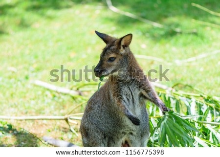 Baby kangaroo on green grass