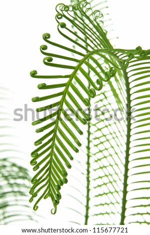 young palm leafs