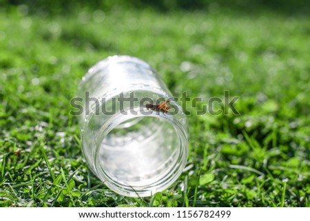 a grasshopper on a green grass background close. a grasshopper sits on a glass jar .