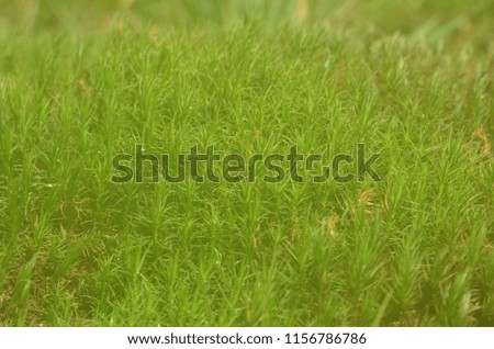 Background from fresh green moss growing in the meadow. Vintage style with faded colors. Natural texture. Closeup. 