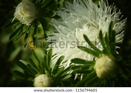 White Aster Flowers on a Sunny Day in the Garden. Stock Photo