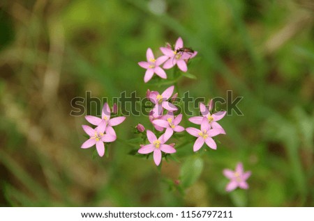 Purple Stars Flowers