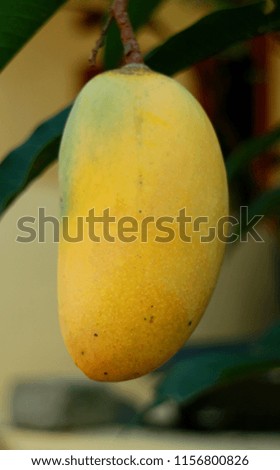 Yellow mango on tree.