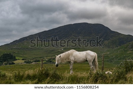 White horse grazing in a grass field in rural county Kerry, rugged landscape mountain background