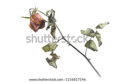 Top view of dried red rose and leaf on white background, Single