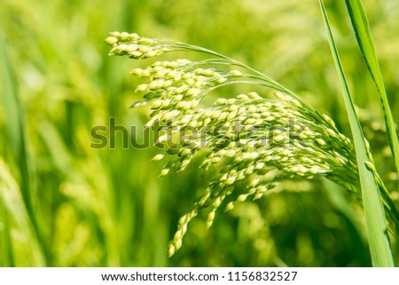 millet plant Panicum miliaceum.