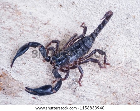 black scorpion (emperor scorpion) on cement floor