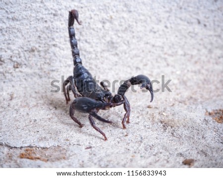 black scorpion (emperor scorpion) on cement floor