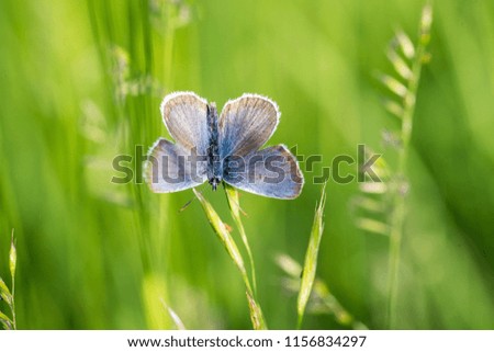 The meadow brown (Maniola jurtina) butterfly sitting on a grass. Brown butterfly perched on a stalk of grass.