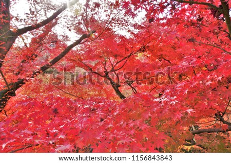 Autumn leaves  Tofuku-ji Temple  Higashiyama Ward, Kyoto City, Kyoto  Japan  