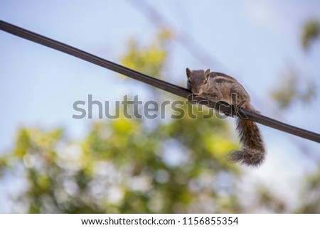 Squirrel On Wire