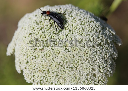 insect sunbathing on a flower waiting for his partner