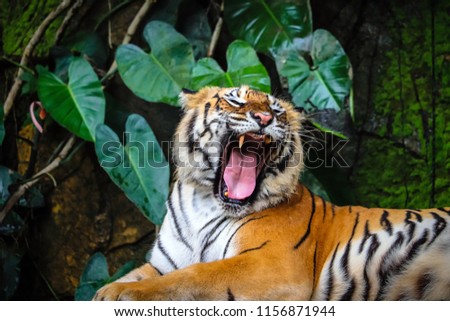 close up portrait of beautiful bengal tiger with lush green habitat background