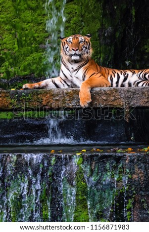 beautiful bengal tiger with lush green and waterfall habitat background