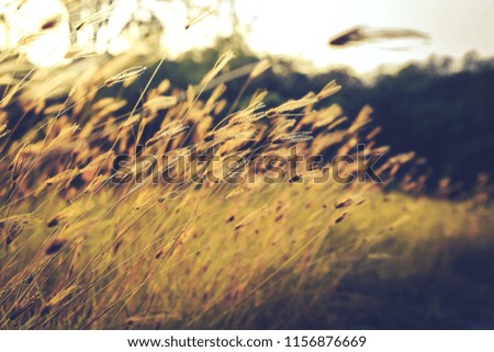 Natural grass on a background of the sunset 
