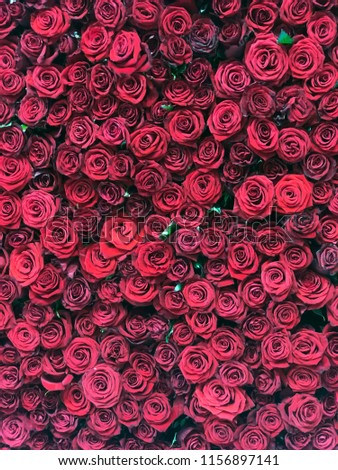 many red rosses for textures