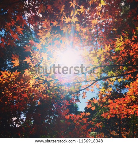 Sunburst through autumn leaves
