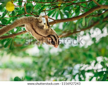 Cute little Sugar Glider playing on tree branch.