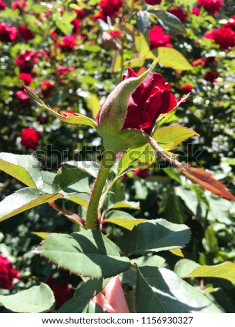 A red rose bud. The red roses bushes on a sunny summer day. Summer flowers background.
