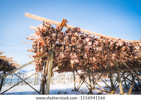 Hanging Cod fish on the racks for drying in the sun on sunshine day in Reine, Lofoten Island, Norway