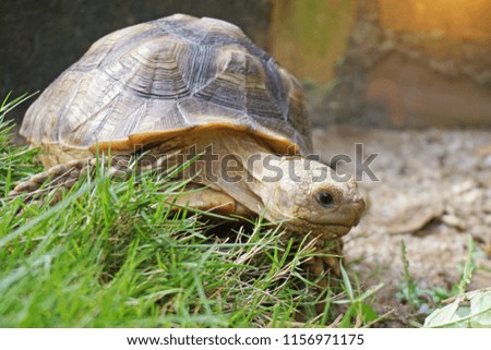   Close up Baby African spurred tortoise resting in the garden, Slow life ,Africa spurred tortoise sunbathe on ground with his protective shell ,Beautiful Tortoise ,Geochelone sulcata                 