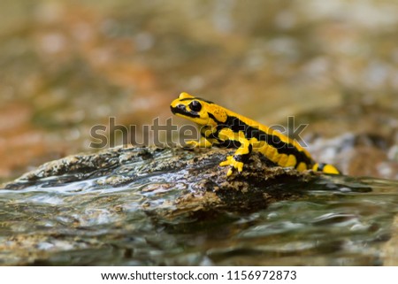 Salamandra salamandra terrestris is a salamander from the family of real salamanders (Salamandridae). It is a subspecies of the fire salamander (Salamandra salamandra).