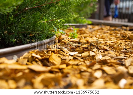 Decorative mulch, mulching, bark with an alement of the flower bed. Wood chips. Natural pine mulch yellow colored for flower beds and lawns. Focus on the center of the frame. The edges are blurred. Royalty-Free Stock Photo #1156975852
