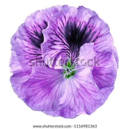 Petunia violet flower on a  white isolated background with clipping path.   Closeup.  no shadows.  For design.  Nature.