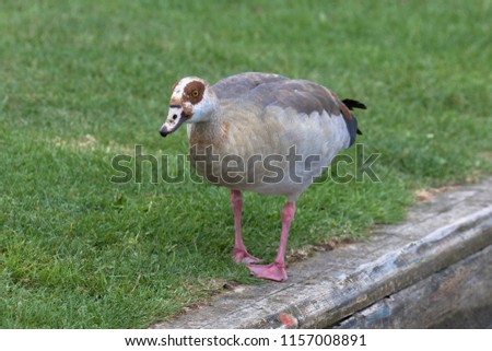 Egyptian Goose (scientific name Alopochen Aegyptiaca), The Broads, Norfolk, UK