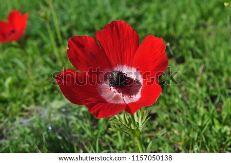 Beautiful poppy field beautiful colorful, suitable for backgrounds and screensavers.