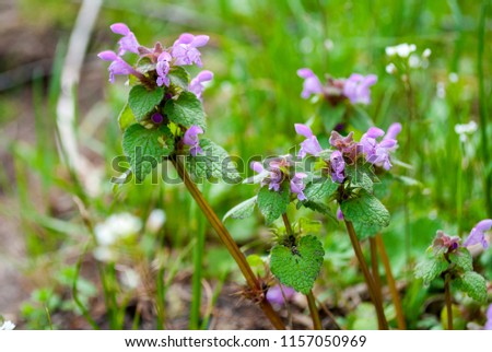 Purple wildflowers known as catsfoot close-up. Botanical picture. Purpure flowers and green leaves. Glechoma hederacea or ground-ivy, creeping charlie or field balm. Tiny flowers on meadow. Wild herbs