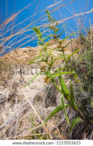 Beautiful wild orchid habit picture in Cyprus: Epipactis veratrifolia.