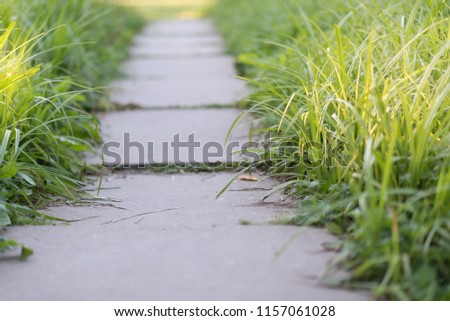 stone Walk path across garden. Green grass with sun spots