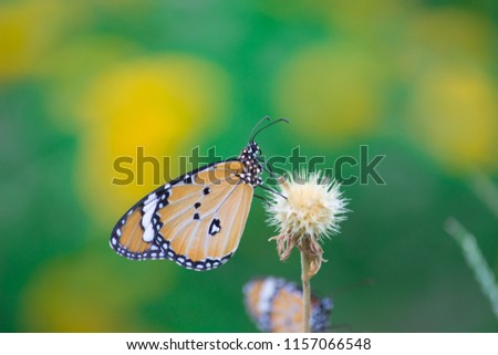 The Monarch butterfly sitting on the flower plant with a nice soft background