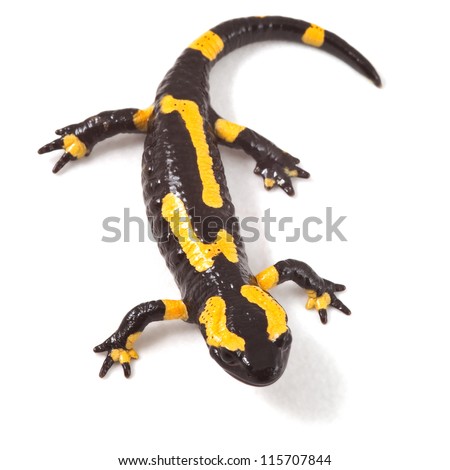 poisonous animal fire salamander with bright yellow orange warning colors beautiful toxic amphibian Salamandra