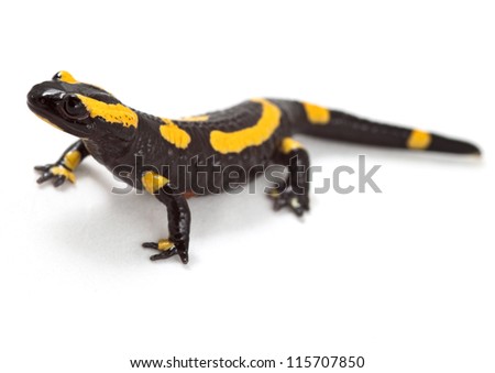 fire salamander bright colored amphibian and poisonous animal with warning colors terrestrial newt salamandra