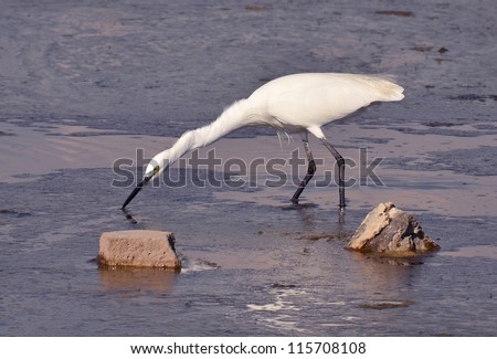 white egret feeding in the marsh at sunset