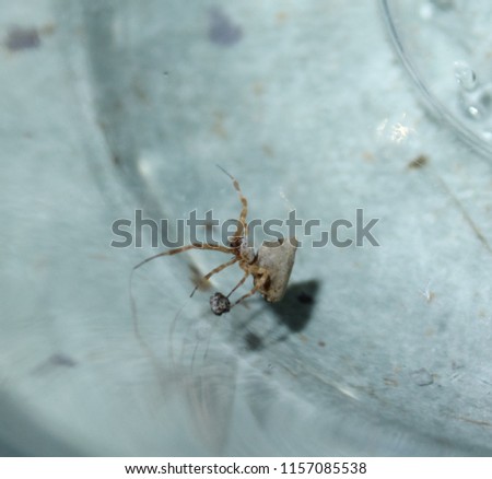 A close-up photograph of a White Uloborid Spider (Uloborus barbipes) in Brisbane, Australia. 
