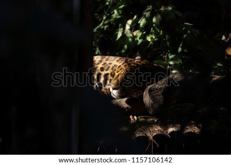 Leopard sleeping with sunbeams in a sunset